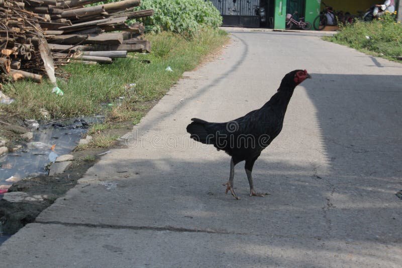Romania - chicken road joc