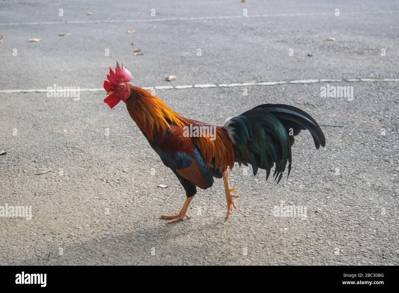 Chicken road game - Descubre el Misterio de la Carretera de Pollo en el Casino Online de España